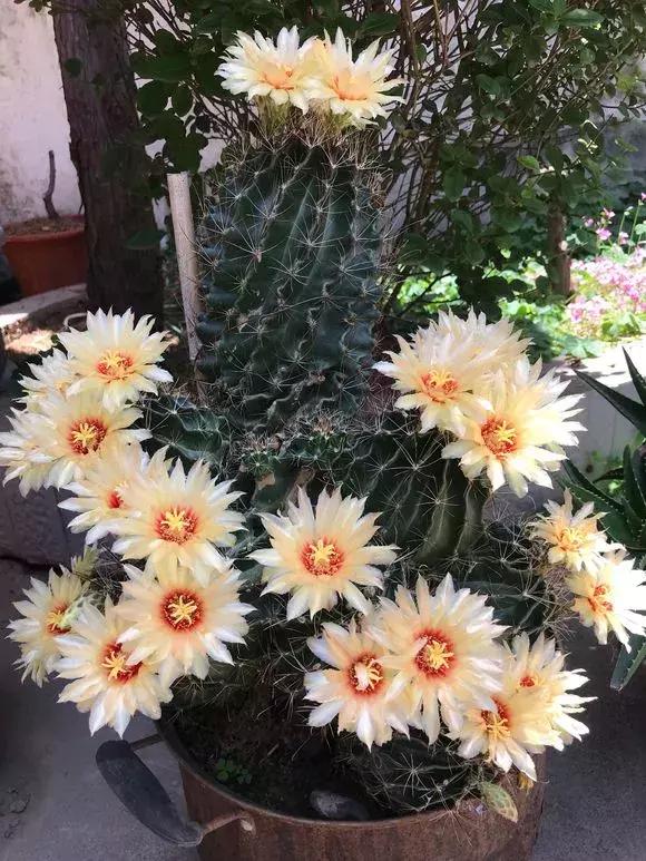 会开花的仙人球有几种,仙人球开花机器有哪些