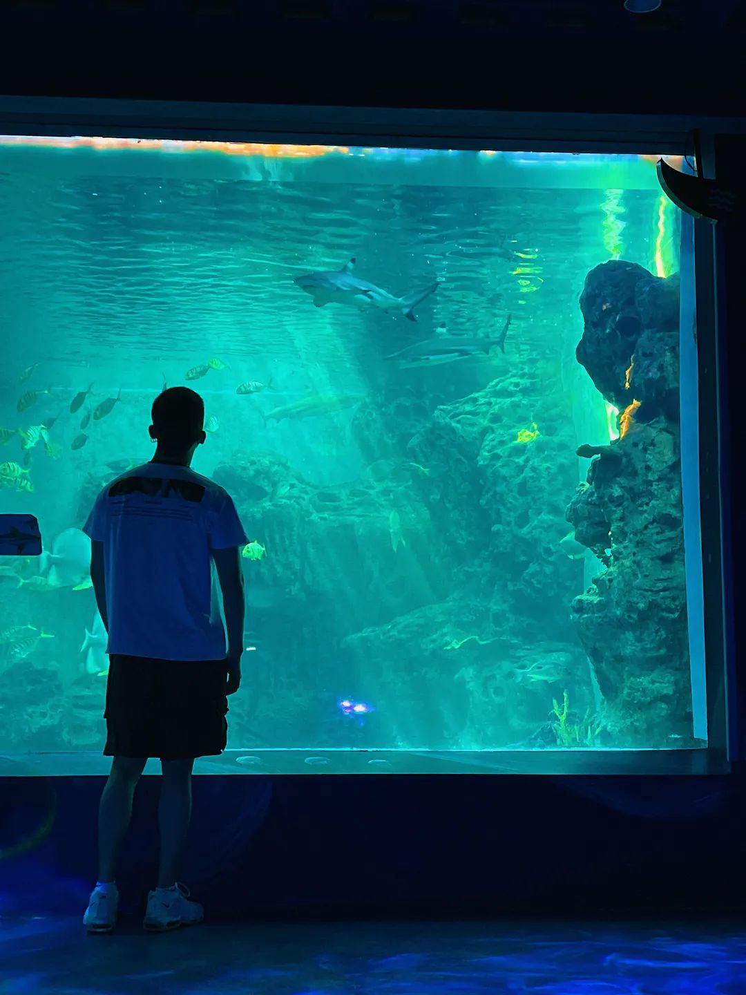 黄金海岸沙雕海洋乐园梦幻水世界,美爆了2019首届奇幻星空海洋馆