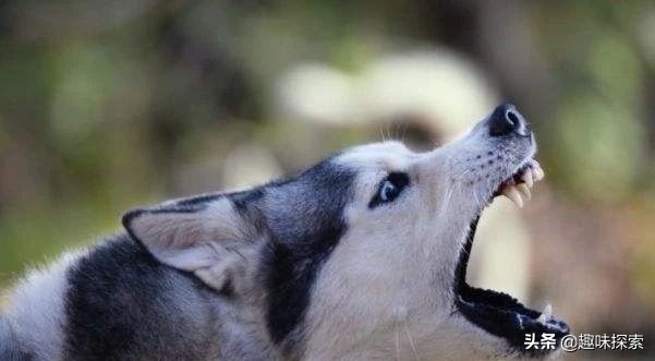 蓝眼睛美国,蓝灰色瞳孔美国