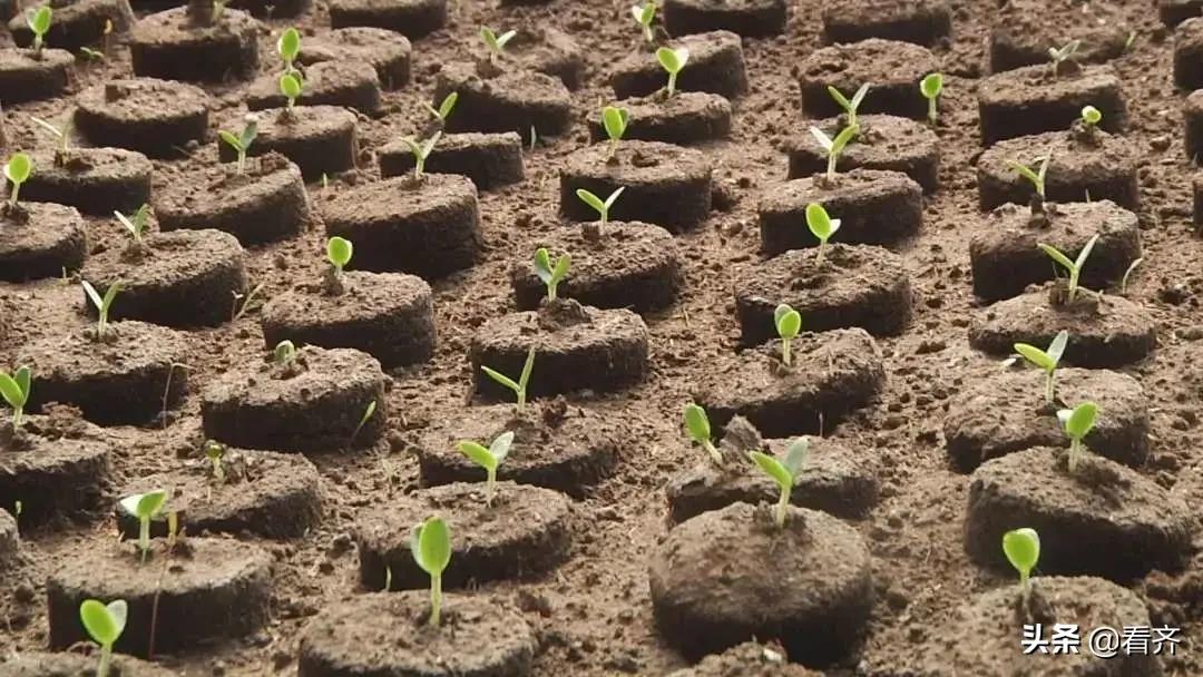 齐齐哈尔市梅里斯:面对“倒春寒”,区农业技术推广中心建议您