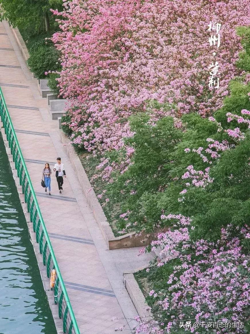 广西低调小城竟然藏了个小奈良,广西有座低调的养老小城