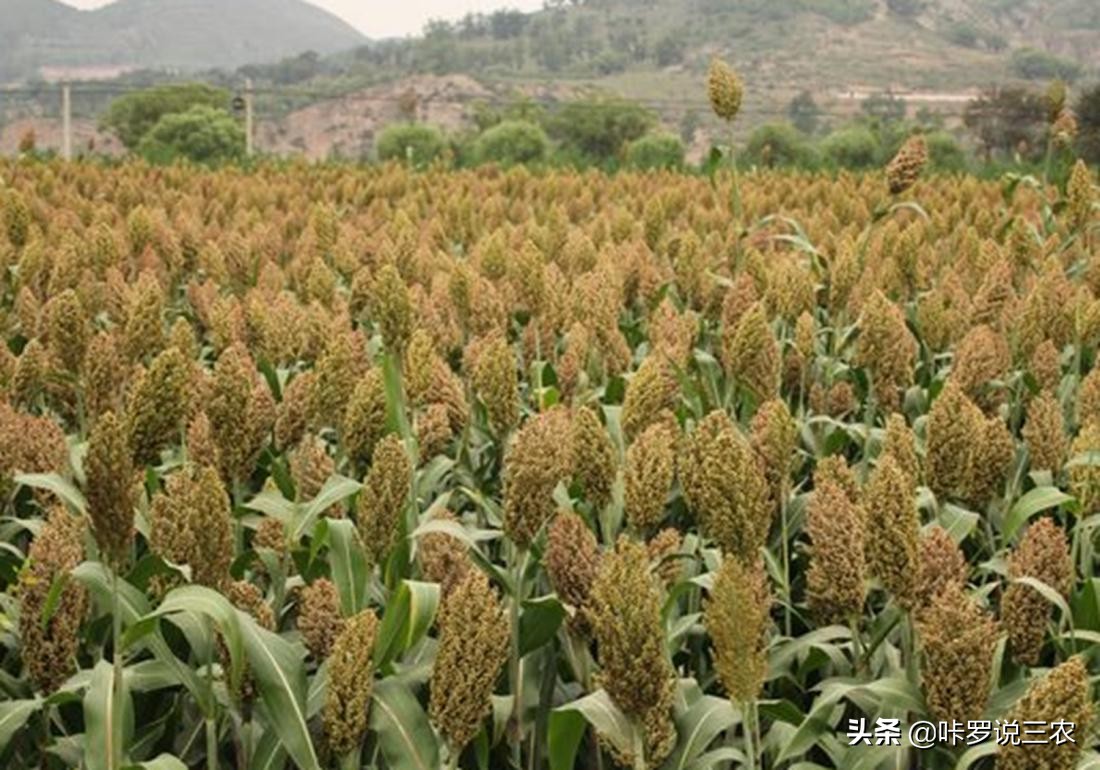 播种高粱教程,高粱种植技术和播种方法