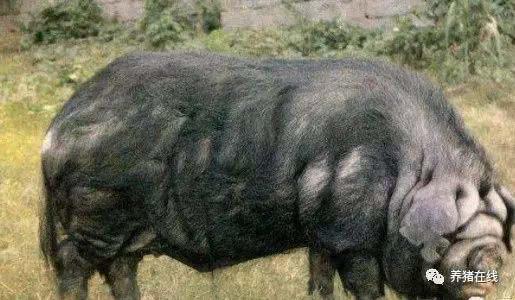 苏轼笔下的猪肉为何如此美味？微生物发酵饲料助力生态肉禽养殖