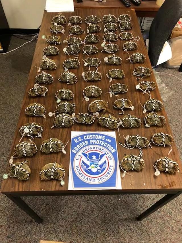 秋风起，欧美各国一提这种生物就如临大敌，一只活的能卖50美元