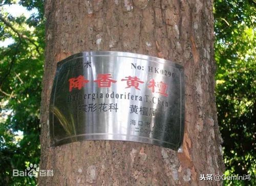 怎么分辨黄花梨手串真假,黄花梨怎么分辨真假