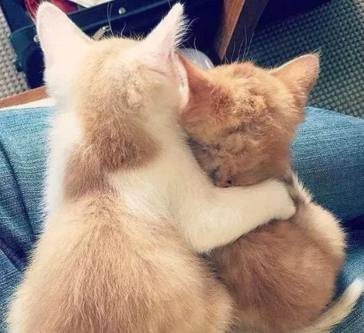 360度“云吸猫”？日本这家猫咪商店简直爱了