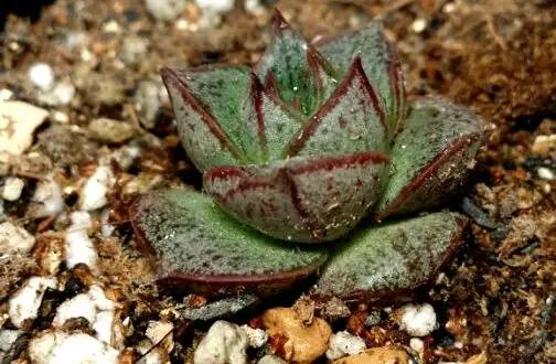 最值得买的多肉品种,包邮最漂亮多肉