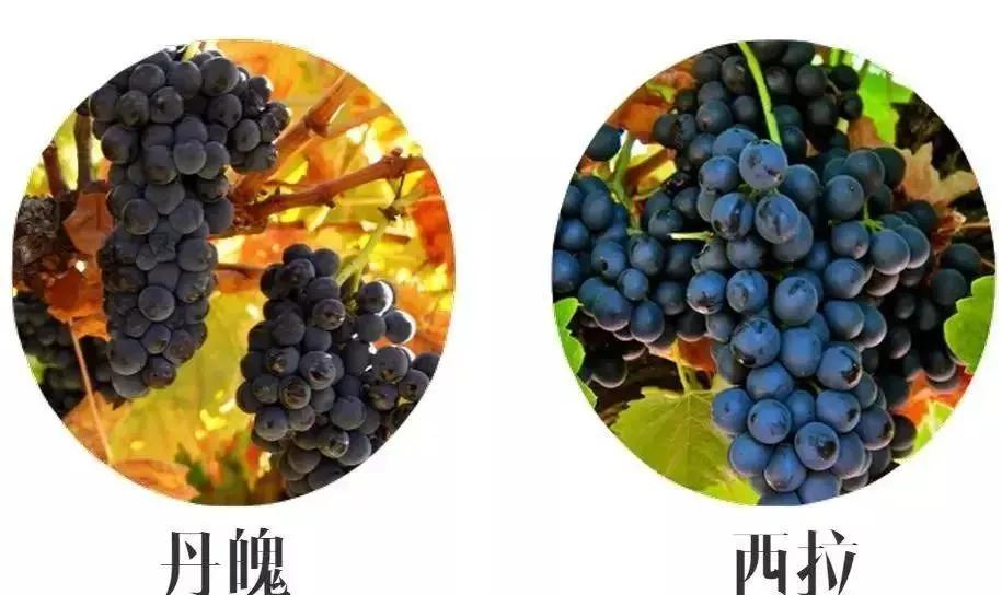 “狼，来了”！薇娅带着火遍全网的小红帽葡萄酒进博会直播