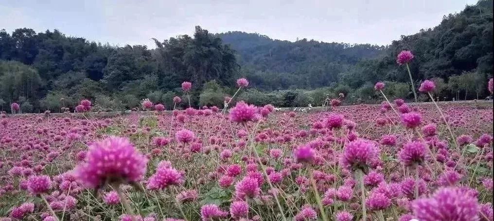 广州隐藏着一个碉楼村,广州有哪些隐藏的景点
