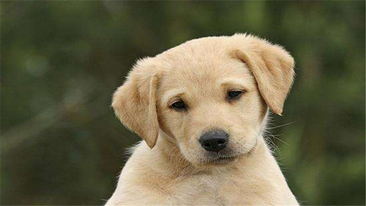 怎么判断小拉拉是纯种的,如何区分拉拉和金毛的幼崽