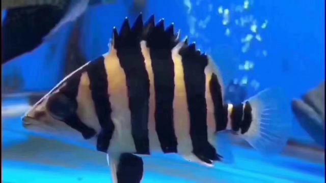 观赏鱼寄生虫杀虫药,观赏鱼杀虫药能随便下吗