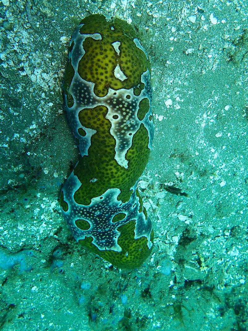 水摄之海参（3）:豹纹海参（安汶）