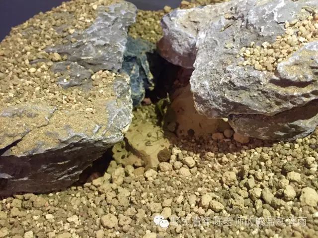 养仓鼠怎么给仓鼠洗澡,仓鼠浴室里仓鼠是怎么洗澡的