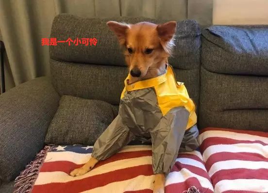 狗狗口吐白沫无精打采不进食,主人发现狗吐白沫