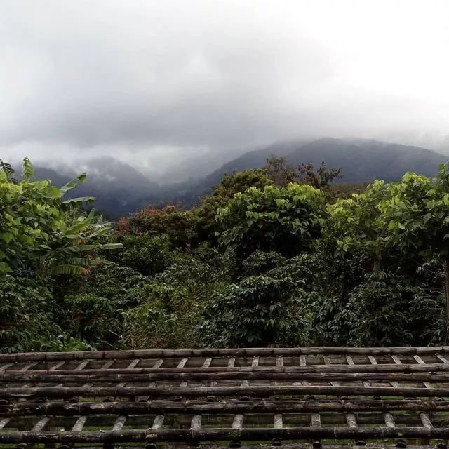 洪都拉斯咖啡豆的产区,咖啡豆洪都拉斯