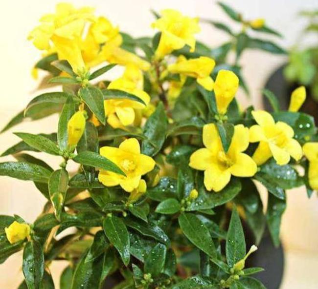 7种花很耐冻冬天也能开花,能消暑的5种花家里养一盆凉飕飕