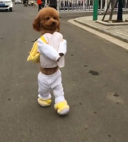 泰迪犬的十个冷知识,泰迪犬要面对的6大难题