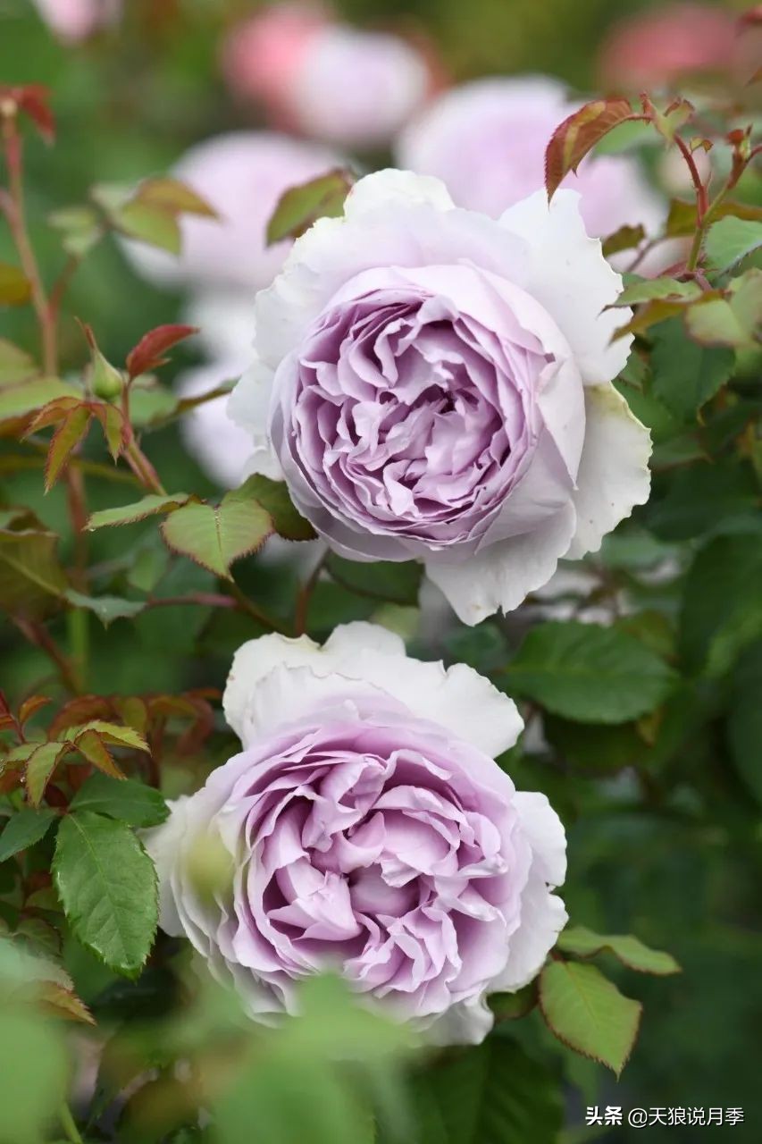 天狼月季申请品种保护吗,天狼育种在国际上是什么水平