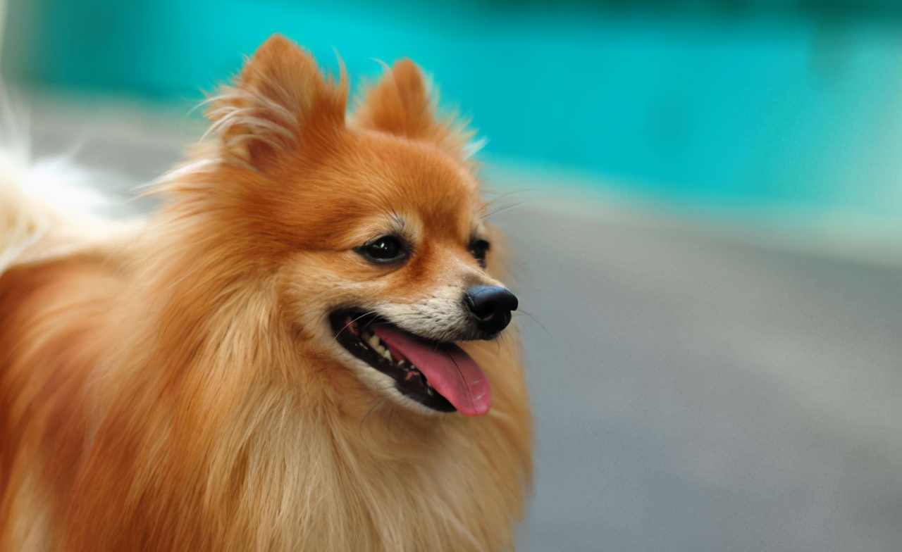 哪种狗适合看家也适合陪伴,适合陪伴老人的狗有哪些品种