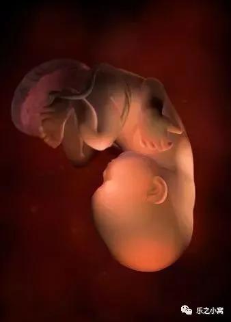 孕期胎儿成长图鉴,孕期胚胎成长图片
