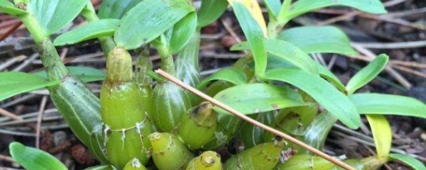 盆栽麝香石斛,金钗石斛盆栽