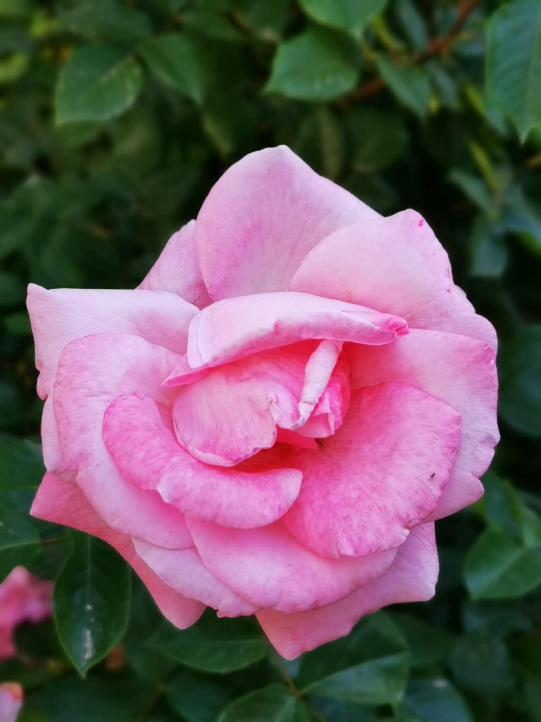 石家庄有哪些免费玩的地方—世纪公园