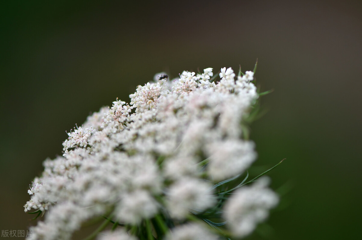 魂牵梦萦的桂花村（云樵）