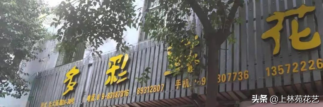 西安新年鲜花批发,西安鲜花店批发进货渠道