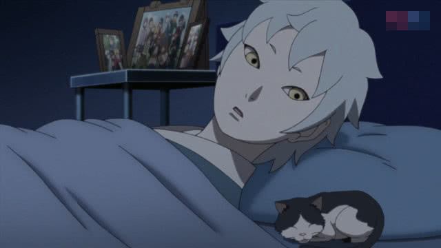 巳月养猫日常,巳月养的猫