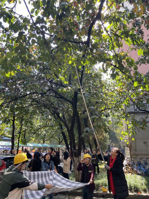 西北工业大学创意柿子大赛,西工大柿子采摘大赛第四届