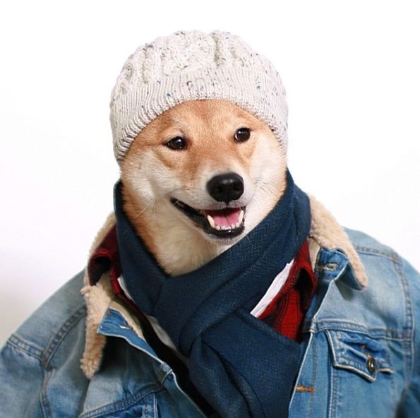 帅到各种时尚大牌求合作，它居然是条狗……你们信吗？