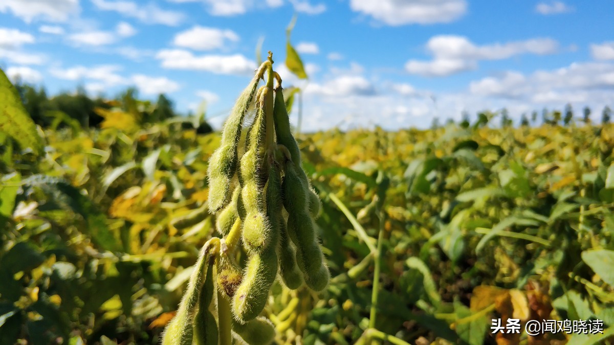 大豆黄了！你肯定还记得这些豆地里的“豆逼”趣事