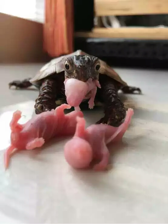 关于泥水养龟,掌握正确养龟方法