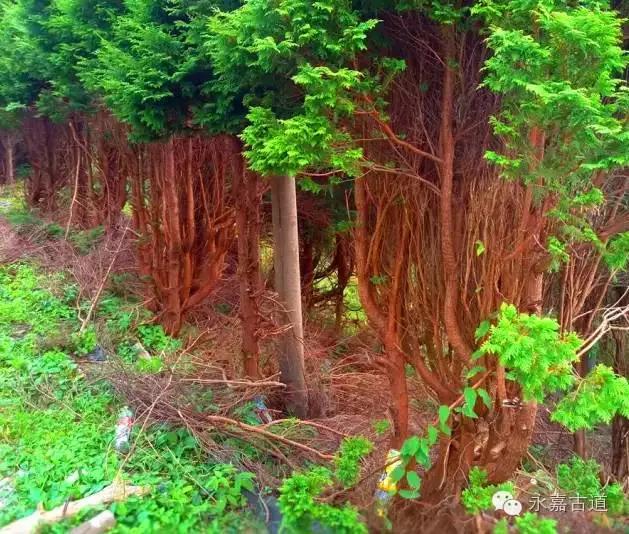 温州四海尖上观日出，初阳如血，美轮美奂，绝无仅有