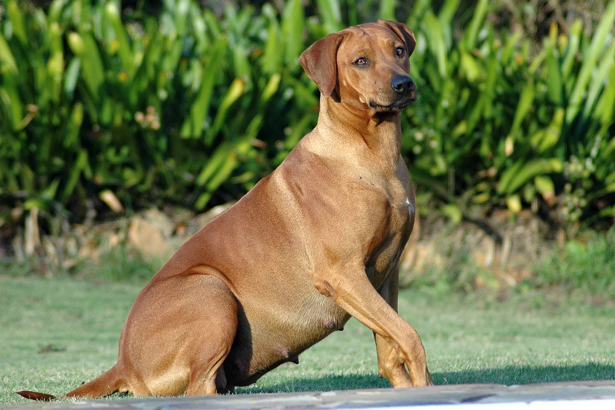 狗狗意外怀孕如何终止,狗狗怀孕怎么能安全流产