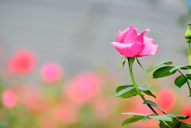 如果有一天男人开始嫌弃你,如果有一天有人冷落了你说明什么