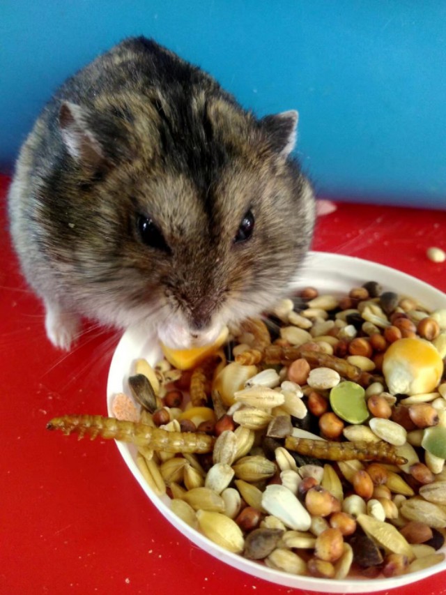 小学生养仓鼠注意事项,仓鼠小学生养要注意点什么