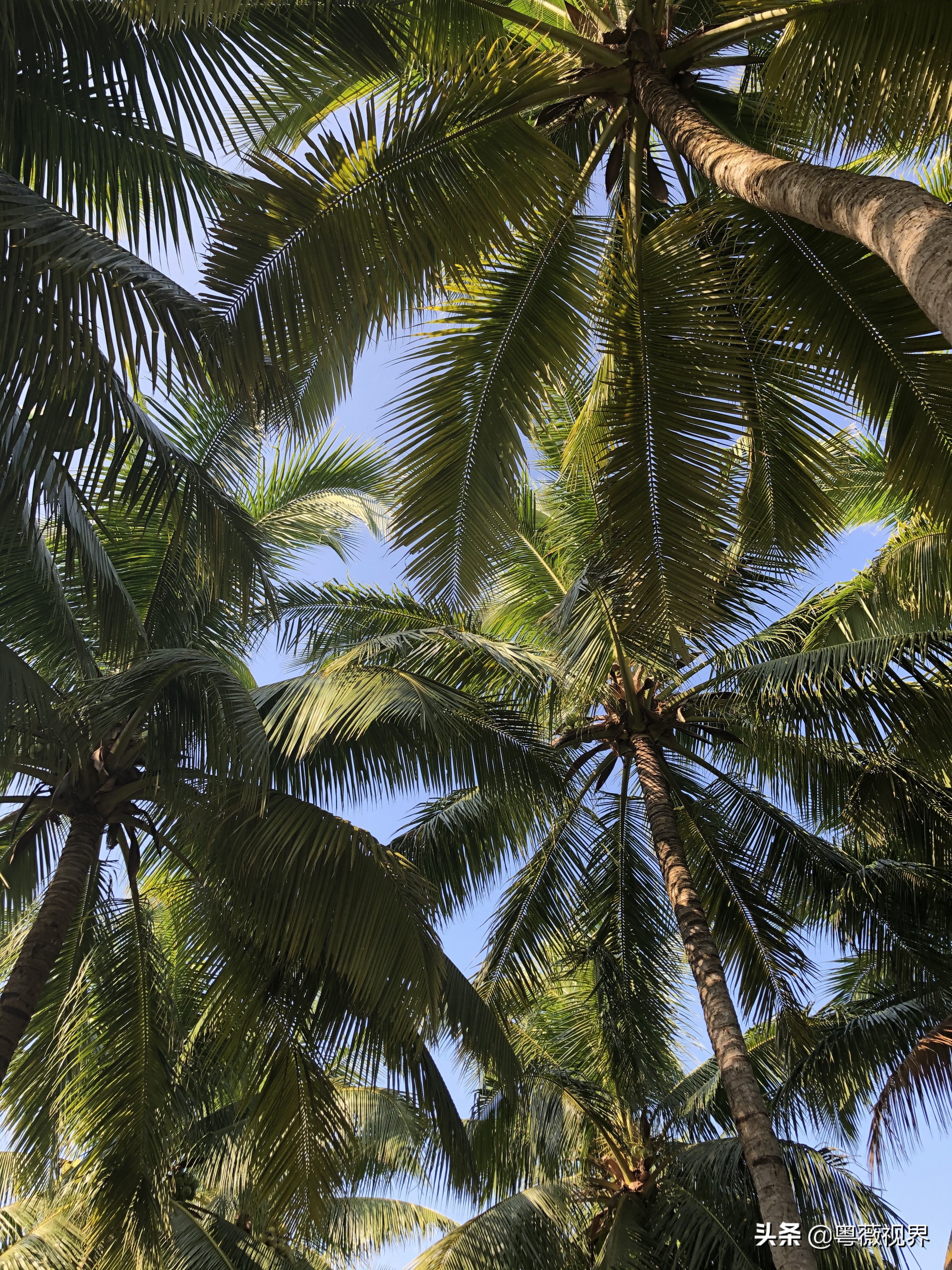 海南岛文昌自驾游攻略,海南文昌椰林湾自驾游攻略