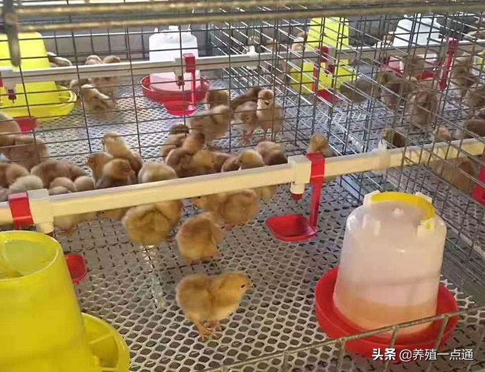 雏鸡养殖怎样才能保证成活率,雏鸡养殖怎么提高产蛋率