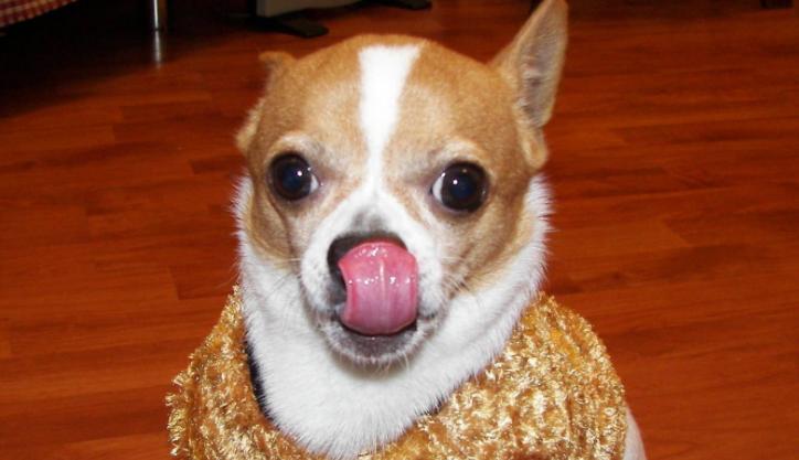 你应该知道的八种狗狗行为语言,能与狗狗交流的语言