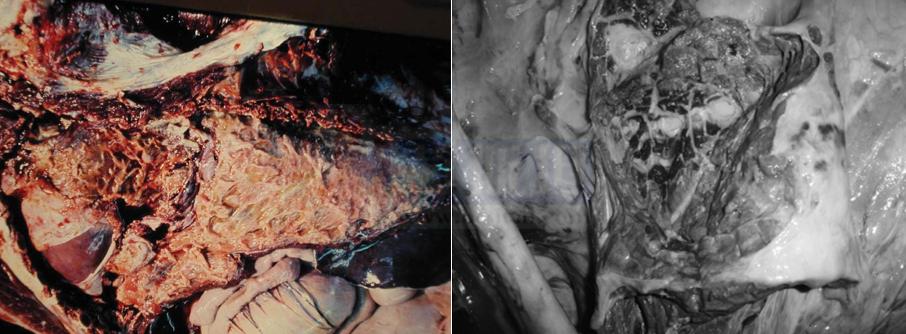 张廷青兽医,张廷青