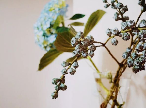 她用这种高颜值的干花装饰家里，隔壁邻居都惊叹不已