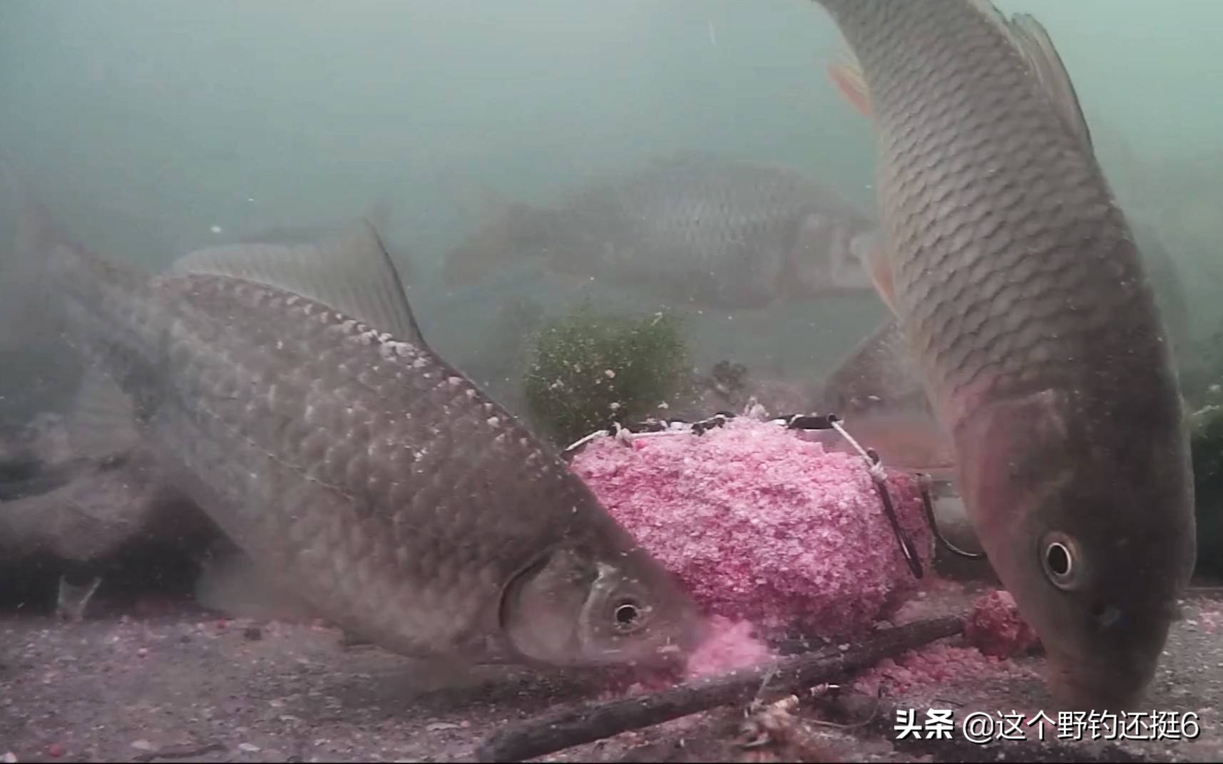 钓鱼直播骗局大揭秘喷一下,钓鱼直播骗术揭秘