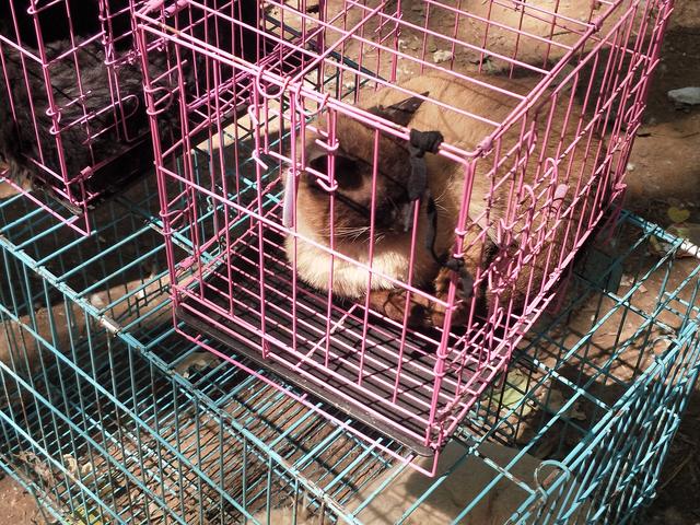 开封杨丰宠物市场最新价格信息,开封杨丰宠物市场现在开着吗