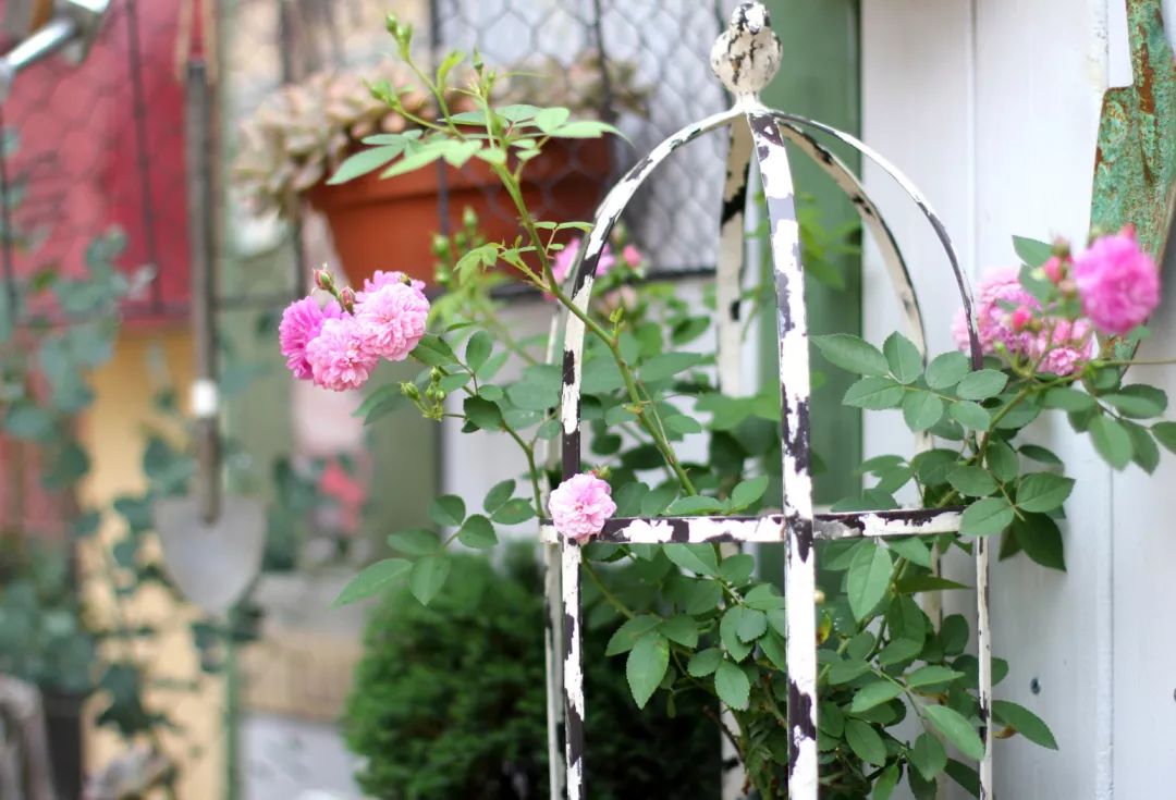 一个重度搪瓷爱好者的杂货花园