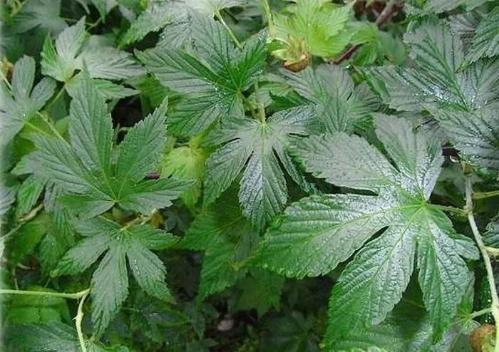 母猫下奶吃什么罐头,母猫下奶最佳配方