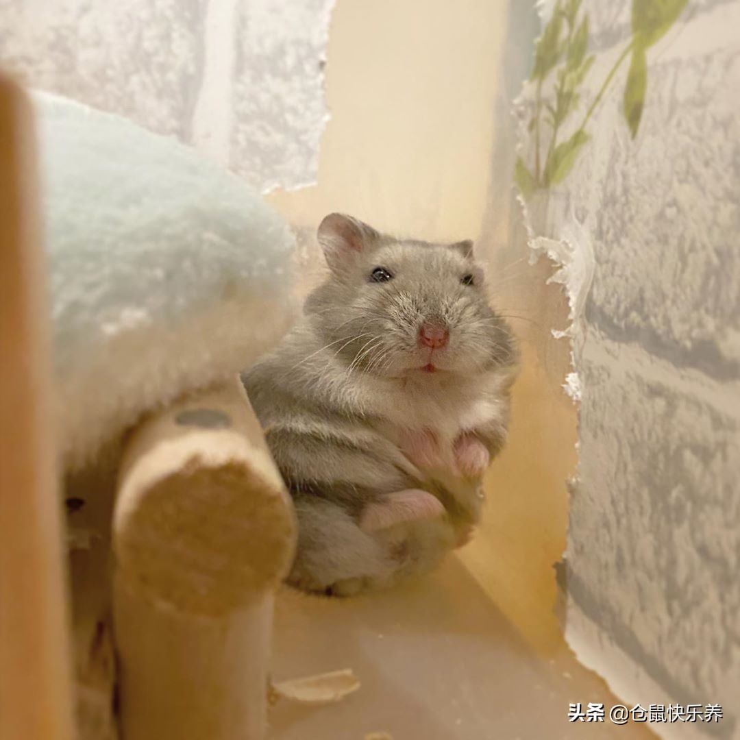 仓鼠缺衣少食谁的错?冬天快到了,请别让你家鼠鼠过得这么寒碜