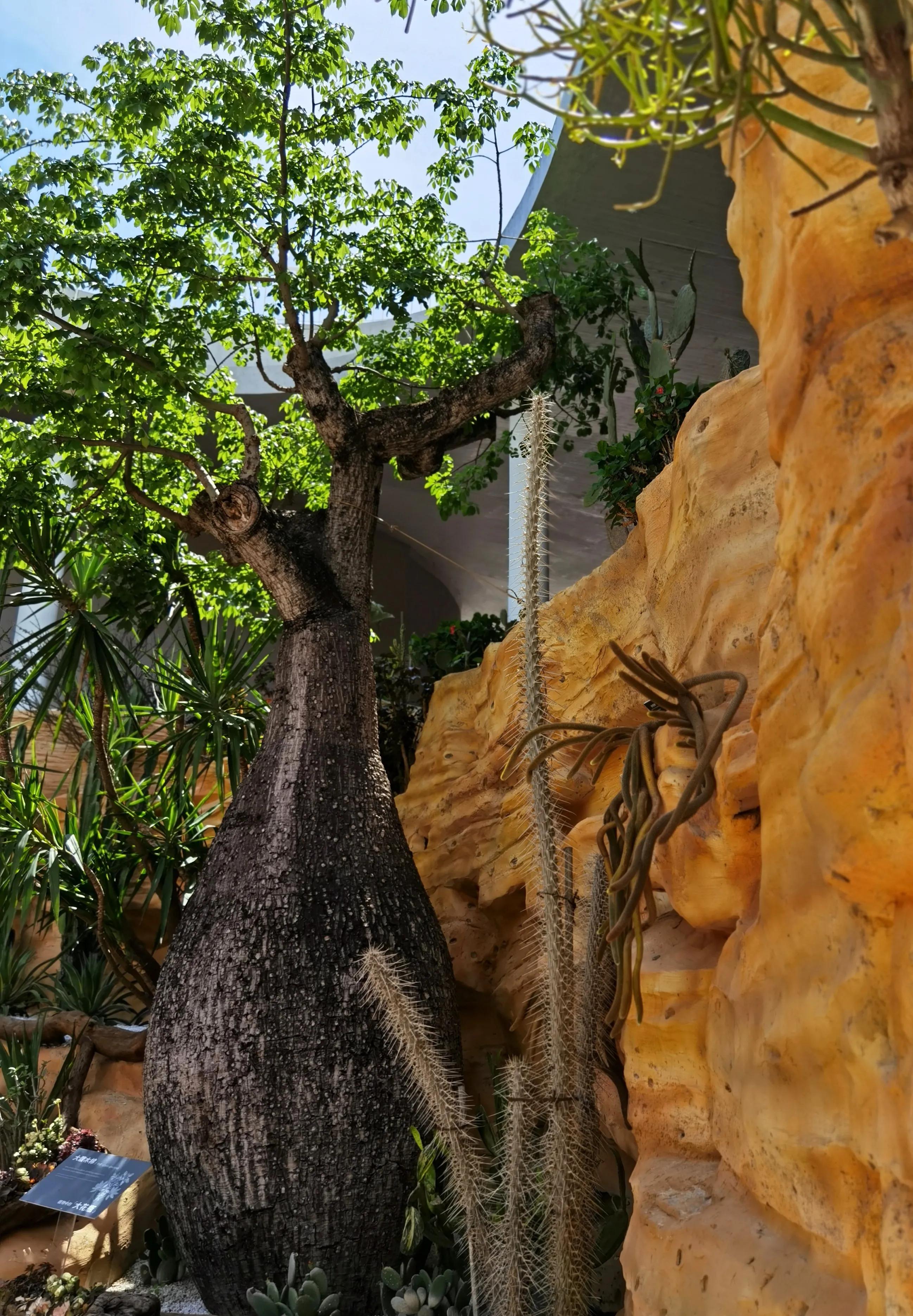 关于崇明花博会,崇明花博会全程花景