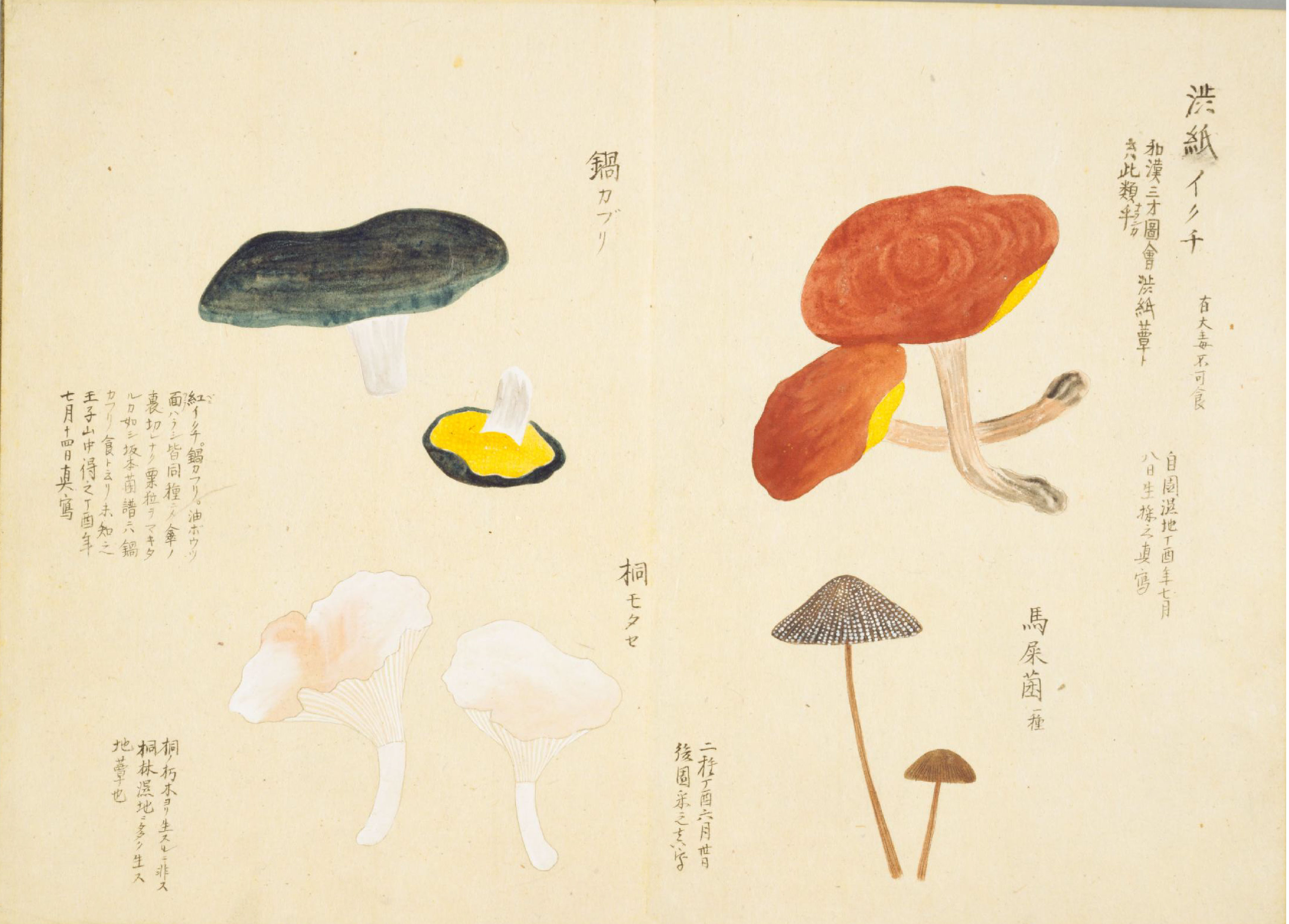 各种多彩菌图片大全,意式野菌图片大全