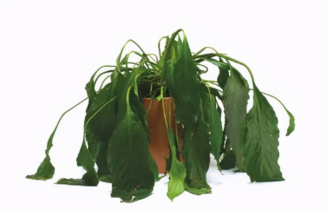 夏季花草脱水怎么治,植物脱水的补救方法